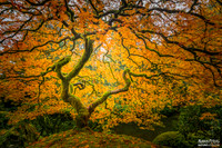 The Omega Tree
