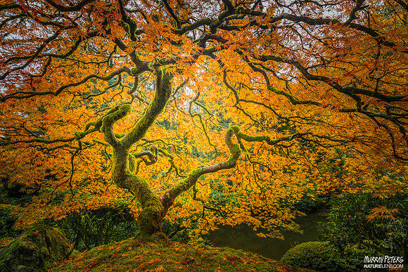 The Omega Tree