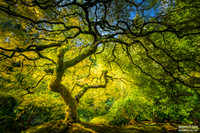 The Omni Tree