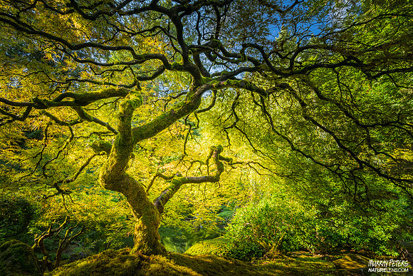The Omni Tree
