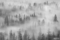 Whisper Woods