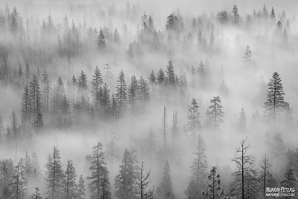 Whisper Woods