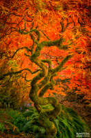 Dragonfire