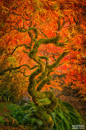 Dragonfire