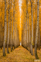 Halls of Gold