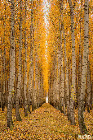 Halls of Gold